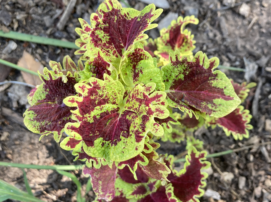 A picture of Coleus leaves